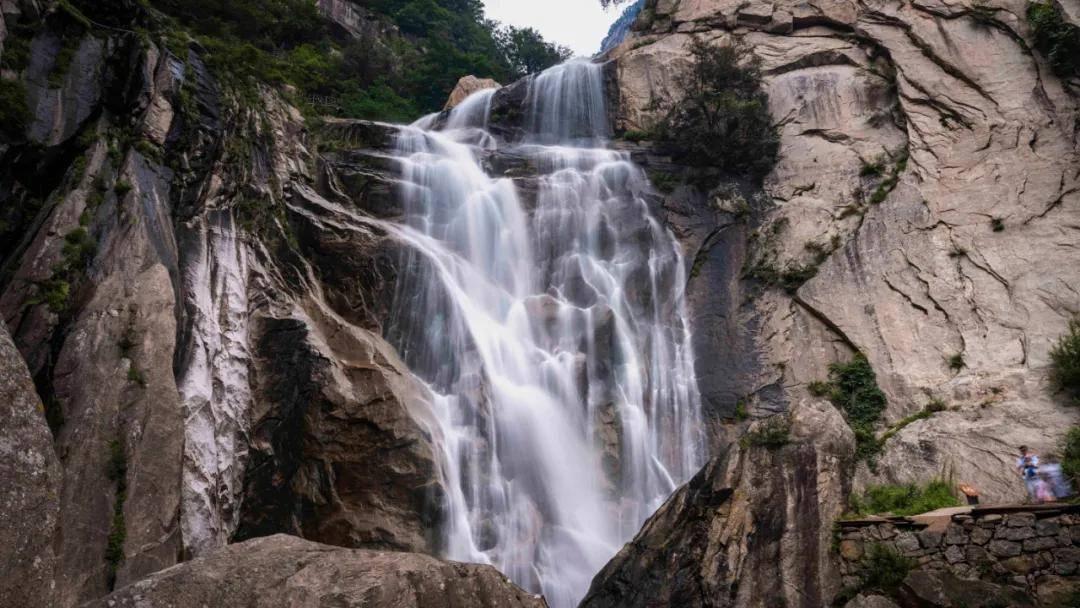 除虫大师